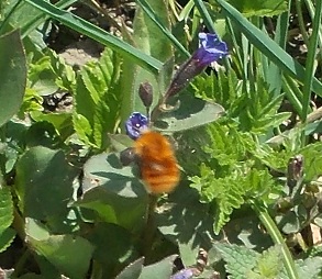 Bombus cfr pascuorum